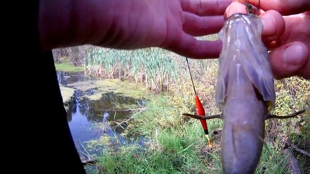 Ротан на дачном пруду смотреть онлайн