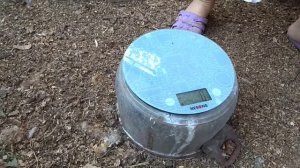 Цыплята Редбро 6 недель контрольное взвешивание