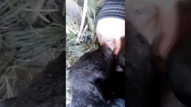 МЕДВЕДИЦА УЧИТ МЕДВЕЖАТ ЦЕЛОВАТЬ ЧЕЛОВЕКА смотреть онлайн