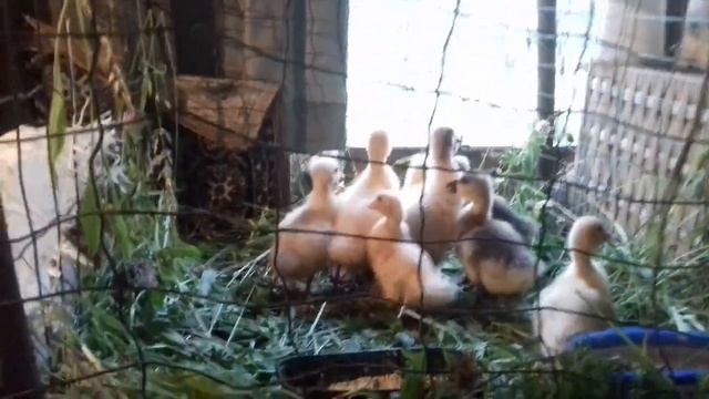 Чем кормить гусей и уток смотреть онлайн