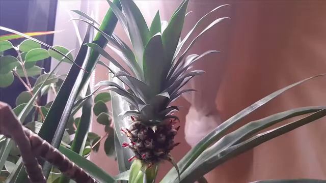 Как добиться цветения ананаса? Почему не цветет ананас? смотреть онлайн
