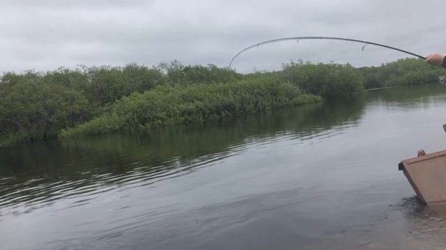 Ловля Чавычи. СУПЕР РЫБАЛКА НА КАМЧАТКЕ. Рыба 18 Кг. #Рыбалка #Лосось #Chinook #Salmon смотреть онлайн