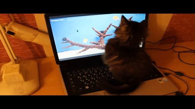 Смотреть Прикольные кошки ловят рыбу. смотреть онлайн