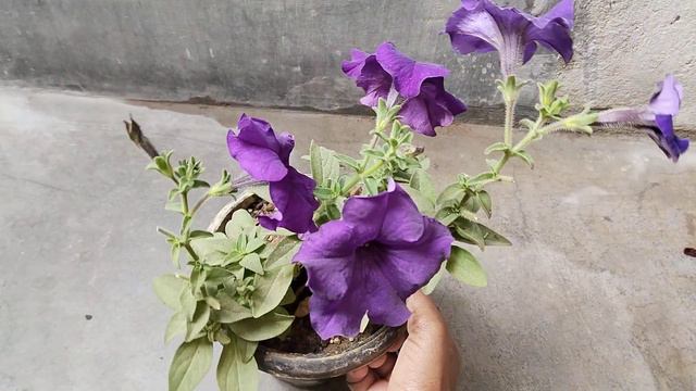 एक petunia के पौधे से 1000 petunia कैसे बनाएं। How to grow petunia at home смотреть онлайн