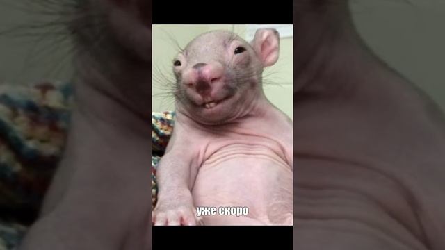 стих про мишу и мираса смотреть онлайн