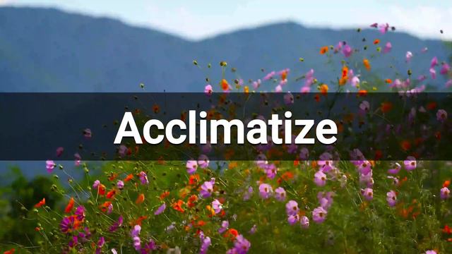Acclimatize Meaning and Usages – Bright Learning English смотреть онлайн