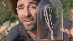 Укус Татарантулового ястреба / тропическая оса / КОЙОТ питерсан на русском