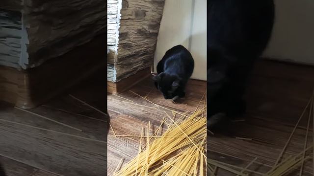 Смешные коты хрустят макаронами под известную песню смотреть онлайн