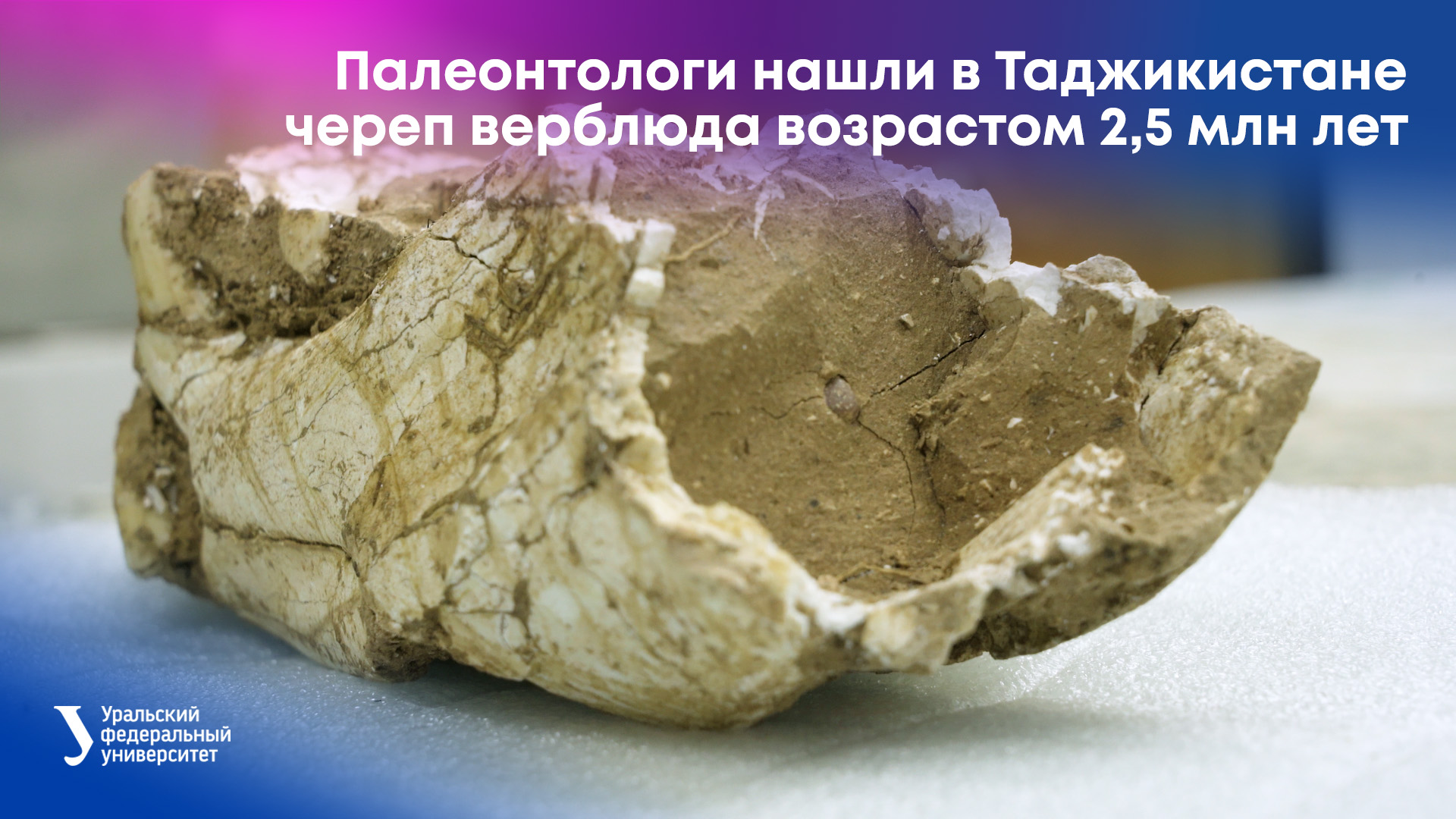 Палеонтологи нашли в Таджикистане череп верблюда возрастом 2,5 млн лет смотреть онлайн