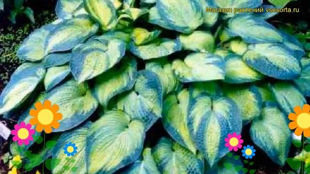 Хоста гибридная Токудама Ауреонебулоза. Краткий обзор, описание Hosta Hybrida Tokudama Aureonebulos