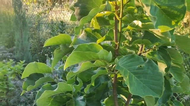 Магнолия в Саратове. Летом она тоже бесподобна! смотреть онлайн