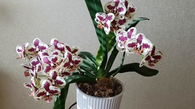 Phal. Starfish Orchid| Цветение Орхидеи Фаленопсис Старфиш | Орхидея Морская звезда Orchids смотреть онлайн