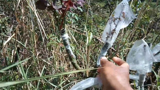 How To Wild Rose Graft I Прививка розы на шиповник  I Gulab Ki Paiwand I By Rn