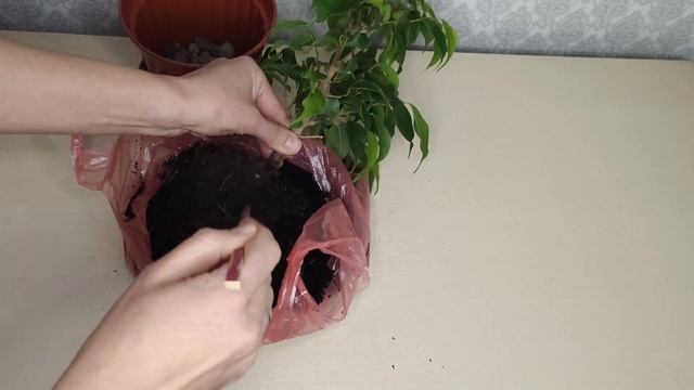 Фикус Бенджамина Наоми Голд. Моя реанимашка. Пересадка Фикуса Бенджамина. смотреть онлайн