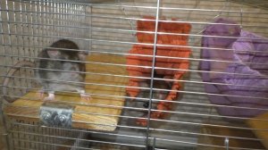 Домашние крысы. Содержание крыс группами