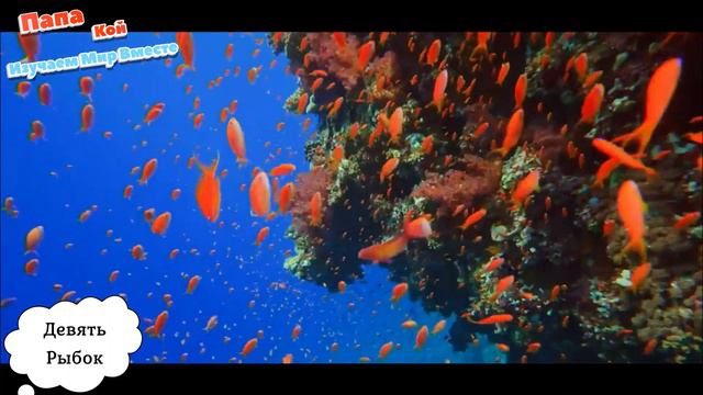 Цифровая Зверушка: Игры С Кубиками От 0 До 9 смотреть онлайн