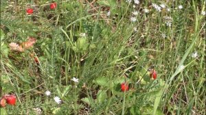 Татьяна Грачёва Берёзовая грусть(красивая лирическая песня)