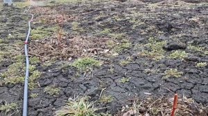 Весенняя обработка голубики МЕДНЫМ КУПОРОСОМ. Март 2021