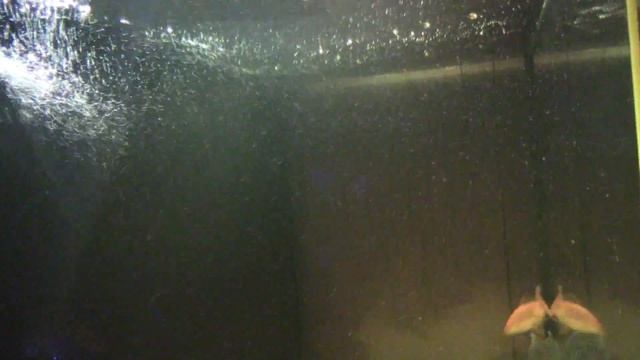 AQUAEL MIDIkani 800 Опыт использования смотреть онлайн