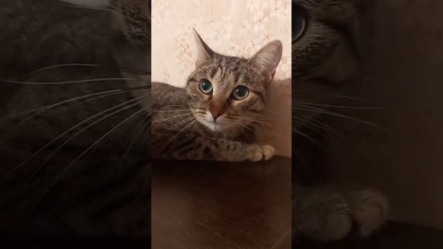 КОШМАР, О ЧЕМ ЗАДУМАЛАСЬ КОШКА?😵 смотреть онлайн