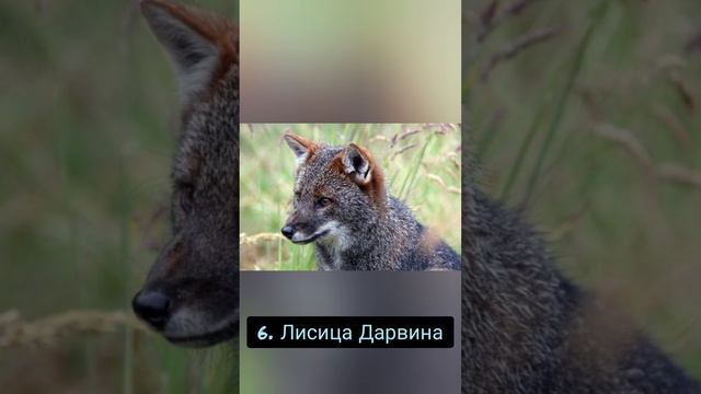 Топ-10 Редких животных на грани исчезновения смотреть онлайн