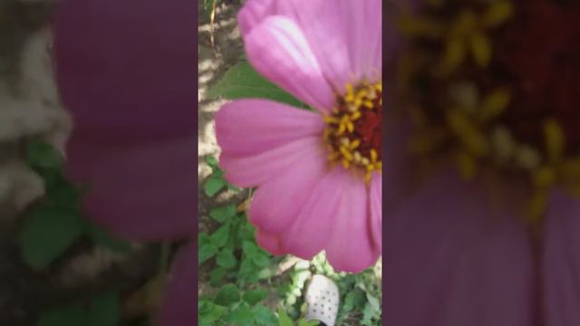 🌼💖ромашки и Одуванчики Скажите мне пожалуйста какую рубрику мне снимать я миню Аватар канала💖🌼 смотреть онлайн