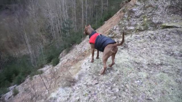 питбуль Спарта с другом Кобольдом на заброшенном карьере смотреть онлайн