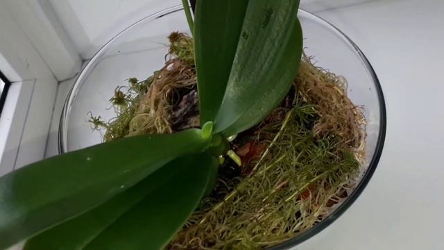 Орхидеи.Закрытая система посадки .Фаленопсис.Мой опыт. смотреть онлайн