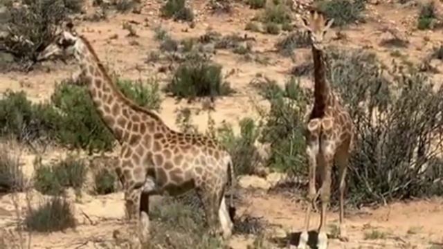 Сафари Путешествие Safari adventure South Africa смотреть онлайн