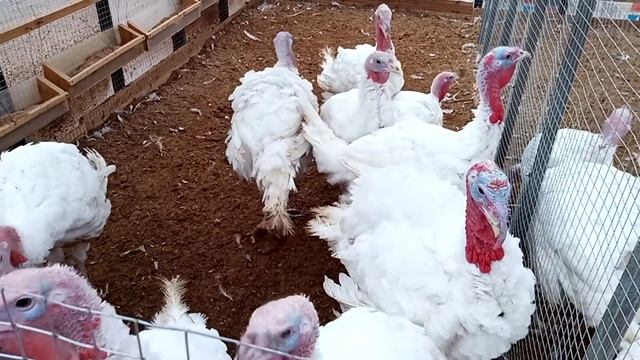 Индюки разведение и уход в домашних условиях смотреть онлайн