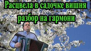 Расцвела в садочке вишня // разбор на гармони