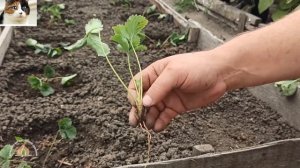 Деление старого куста клубники. Как обновить и размножить клубнику осенью