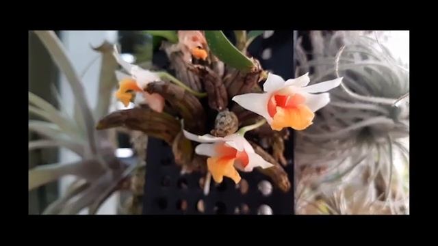 Орхидея DENDROBIUM BELLATULUM - описание и основы ухода смотреть онлайн