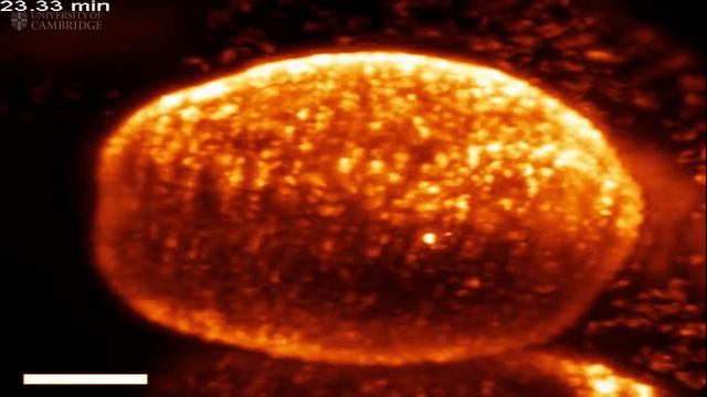 Volvox embryo turning itself inside out смотреть онлайн