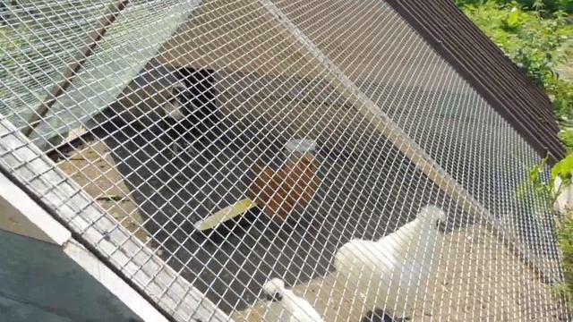 Щенки породы ЧИХУАХУА в продаже ШИКАРНАЯ ПОГОДКА гуляем/ Как поживают птички ФАЗАНЫ , КУРЫ , ИНДЮКИ