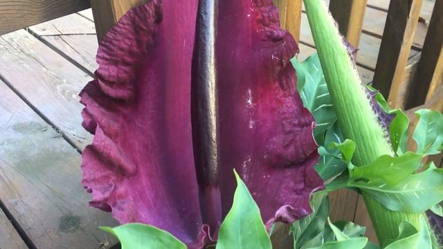 Voodoo Lilly - Dracunculus Vulgaris - Dragon Arum - Bloom to Sprout смотреть онлайн