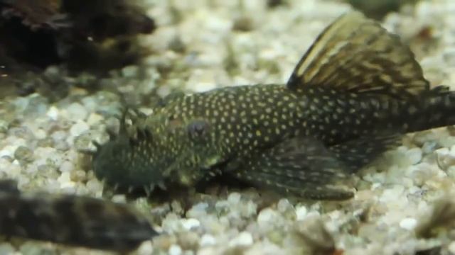 Сом анциструс (Ancistrus Dolichopterus) продажа оптом