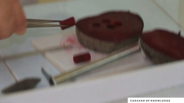 Транспортировка веществ на уровне клеточной мембраны смотреть онлайн