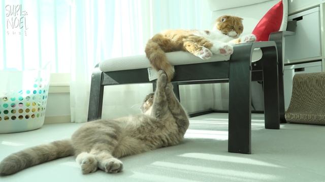 노을이 꼬리에 화난 귀여운 이즈 смотреть онлайн