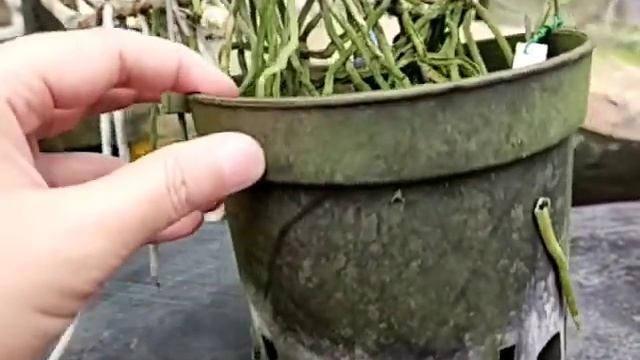 Cattleya Green Emerald смотреть онлайн