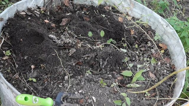 Очередной эксперимент с картофелем Уника (думала Сарпо Мира, оказалась Уника) смотреть онлайн