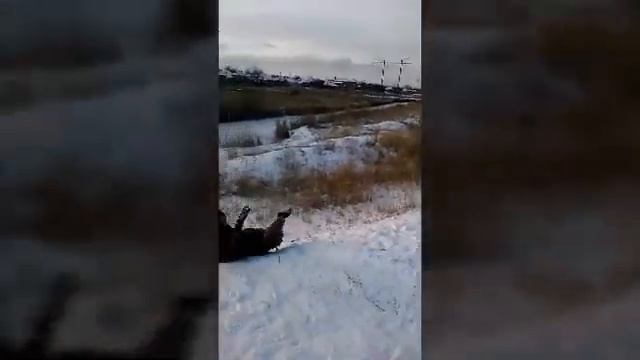 Катаемся на санках (прикол) смотреть онлайн