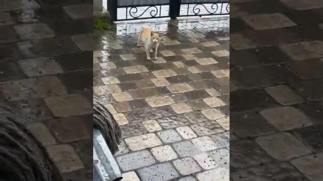 кот пришел к коту смотреть онлайн