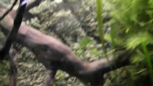 Аквариум (пресноводный) смотреть онлайн