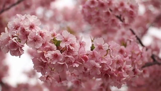 Свежие цветы. Расслабляющая музыка на пианино #relaxation #flowers #pianomusic #цветы #nicevideo