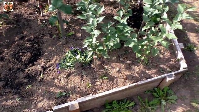 Обзор саженцев яблонь в питомнике.