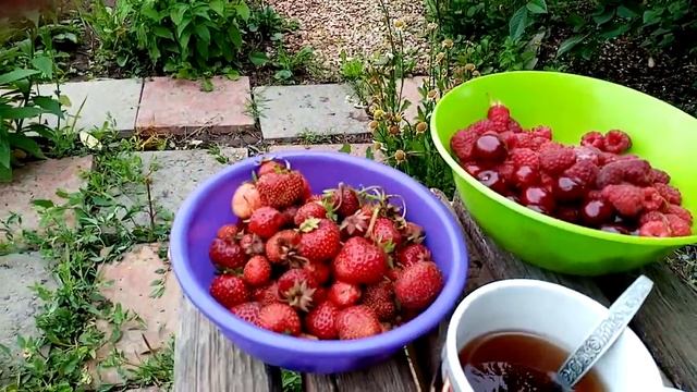 Дача,клубника,малина,вишня,июнь.г.Энгельс смотреть онлайн