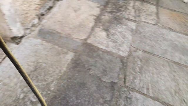 Шок змеиное гнездо под порогом дома. Snake and cat