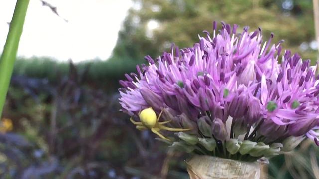 Interessanter Untermieter im Allium смотреть онлайн