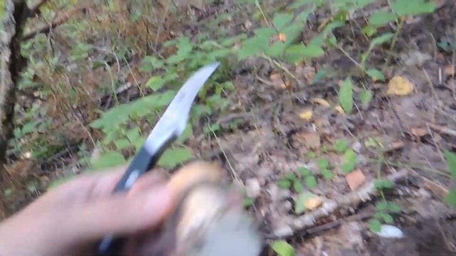 Грибы в Чувашии, обстановка на 23 августа 2020 смотреть онлайн